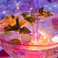 Фонтани с цветни алкохолни и безалкохолни напитки, джусове, коктейли и други от НОВА Кетъринг за всяко парти!