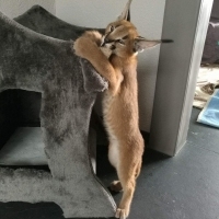 Налични котенца serval, каракал със савана