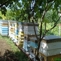 Регистриран земеделски производител Венета Димитрова продава натурален, пчелен мед реколта 2017г. 