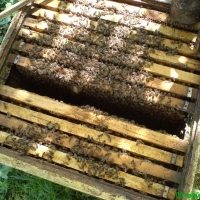 Регистриран земеделски производител Венета Димитрова продава натурален, пчелен мед реколта 2017г. 