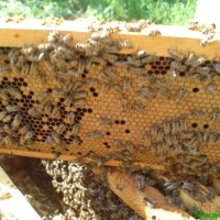 Приемам заявки за пчелни отводки система ДБ, сезон 2018. 