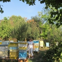 Приемам заявки за пчелни отводки система ДБ, сезон 2018. 