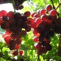 Продавам грозде - винени сортове - Мускат отонел,Каберне совиньон,Памид,Ркацители