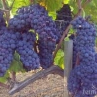 Продавам грозде - винени сортове - Мускат отонел,Каберне совиньон,Памид,Ркацители