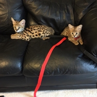 котенца serval caracal за продажба