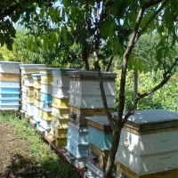 Продавам натурален пчелен мед 2018 г.