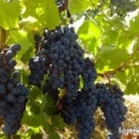 Продавам грозде – Мускат, Каберне, Памид