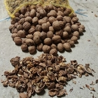 Продавам орехи на едро реколта 2016