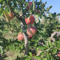 Ябълки нова реколта